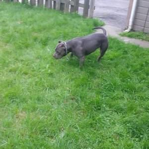 Meet your Posher, Callie